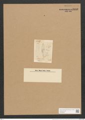 Scoliopleura westii (W.Sm.) Grun. (de-Toni-Nr.: Genus 14, Species 1109) Zeichnungen Sammlung Grunow Nr. 2193 (NHMW-BOT-W0369267)